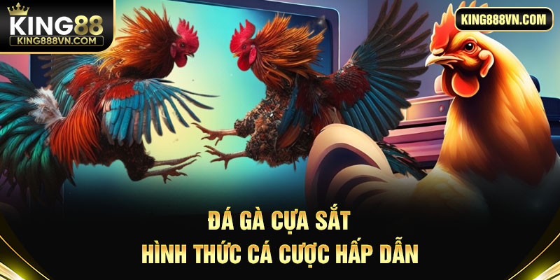 Đá gà cựa sắt - Hình thức cá cược hấp dẫn