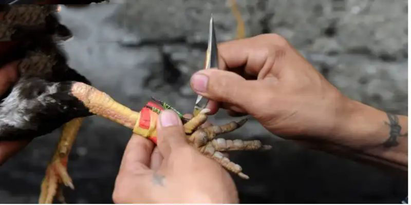Sơ lược thông tin về đá gà cựa dao