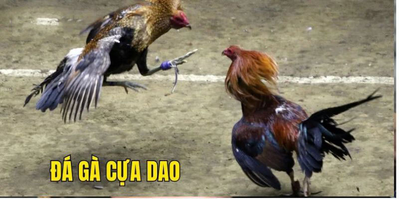 Thế nào là luật chơi đá gà cựa dao?