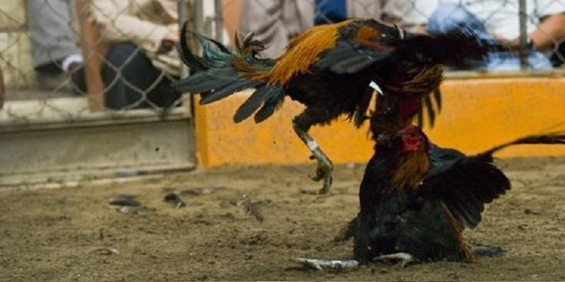 Khái niệm về đá gà Thomo là gì?