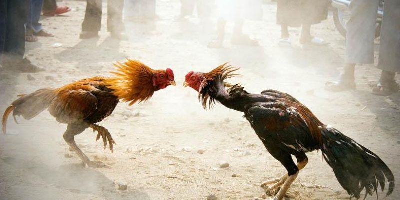 Kinh nghiệm đặt cược đá gà cựa tròn hiệu quả