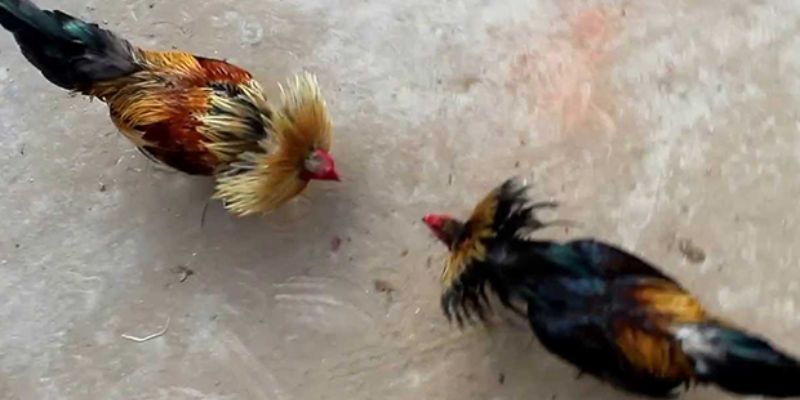 Tổng quan về đá gà cựa tròn